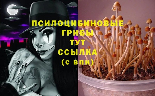 ешки Аркадак